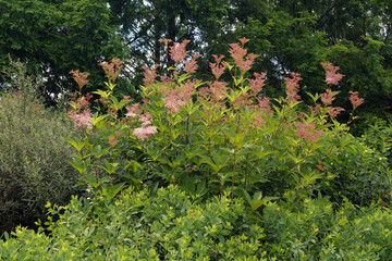 Horizontal image of a large clump of queen of the prairie (Filipendula rubra) in flower in a garden setting