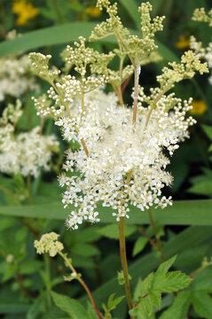 Vertical closeup of the fluffy white, fragrant flowers of meadowsweet (Filipendula ulmaria)