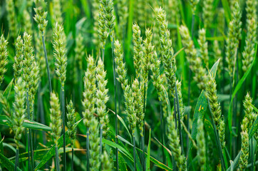 Fototapeta na wymiar Green ears of rye on a field in a village.