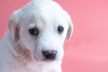 sad white puppy on a pink background. copy space..