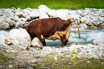 Kuh beim Fluss