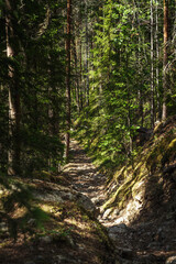 Obraz premium Hoverberg. Hiking trail in the woods along the hillside.