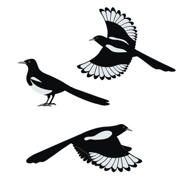 Set of flat vector illustration of magpie birds isolated on white background.