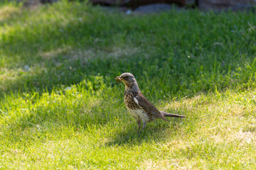 A fieldfare (Turdus pilaris) on a meadow with his catch.