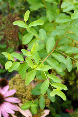 Fototapeta na wymiar Foliage (leaves) of the rare deciduous shrub known as Flueggea suffruticosa (or Securinega suffruticosa or S. ramiflora)