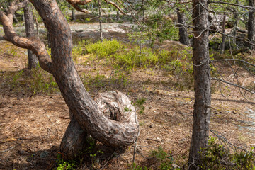 Pine done a knot of the trunk in High Coast Northern Sweden.