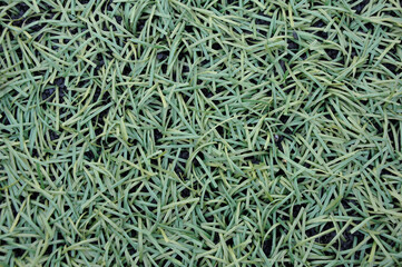 green grass background