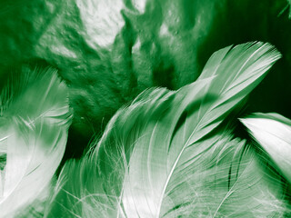 Beautiful abstract white and green feathers on black background and soft white feather texture on white pattern and green background, feather background, green banners