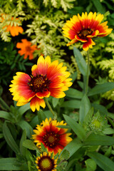 The daisy-form flowers of 'Gallo Dark Bicolor' blanket flower (Gaillardia 'Gallo Dark Bicolor') in a garden setting