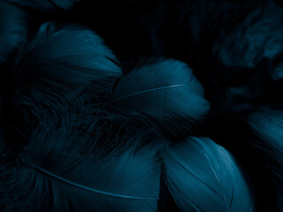 Beautiful abstract colorful white and blue feathers on black background and soft white feather...