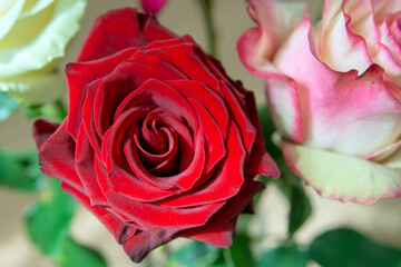 A red velvet rose next to a pink and white rose with a blurred background