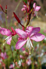 Vertical image of the flowers of 'Stratosphere Pink Picotee' gaura (Gaura 'Stratosphere Pink Picotee'), also known as beeblossom, in a garden setting