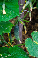 Green bush of cucumber with young cucumbers in a greenhouse.