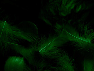 Beautiful abstract white and green feathers on black background and soft white feather texture on white pattern and green background, feather background, green banners