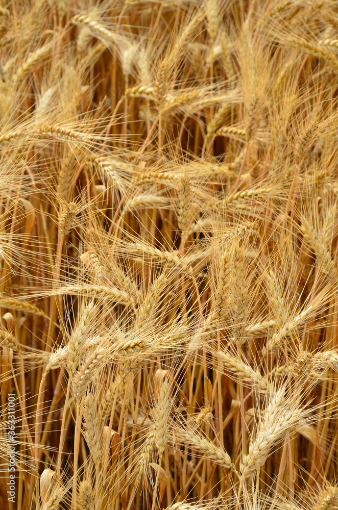 Wall mural wheat on field