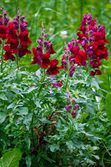 Burgundy snapdragon flowers on a flowerbed in a park.