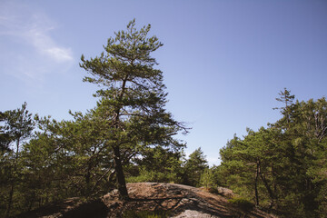 pine tree on the hill
