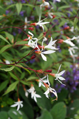 Vertical closeup of the flowers of the native perennial known as Bowman's root (Gillenia trifoliata, formerly known as Porteranthus trifoliatus)