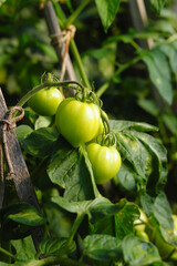 Young green tomatoes ripen in a greenhouse. Tomatoes on the garden