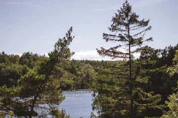 Fototapeta na wymiar pine trees by the lake