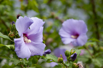 Hibiscus