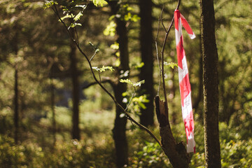 orientation marker in the forest