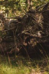 fallen tree root