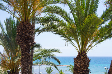 Paisaje marítimo oculto por verdosas palmeras en un día soleado en el mediterráneo.