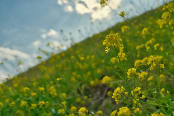 菜の花畑