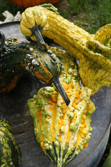 Vertical closeup of several decorative 'Autumn Wings' gourds in a variety of shapes and colors in...