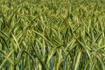 View into a barley field, a few sharp barley shoots between blurred barley stems, shallow depth of field.