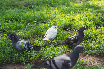 Fototapeta premium One white dove among many gray birds. City birds on a sunny summer day.