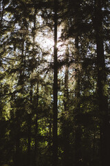 Obraz premium trees in the forest