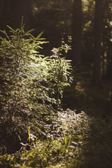 sunhine through young pine trees