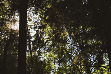 sun through trees