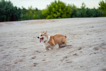 two red dogs walk in the sand