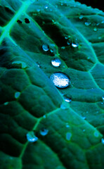 Gotas de rocío