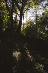 Obraz premium sunlight in the forest