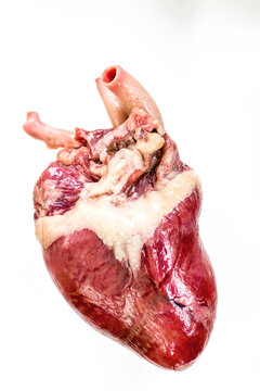 raw heart of turkey with veins Isolated on white background