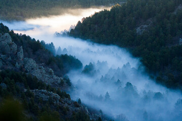 Efectos de la niebla en el bosque