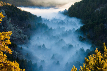 Efectos de la niebla en el bosque