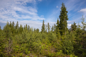 Several freestanding tall fir trees. In the foreground are young pines.