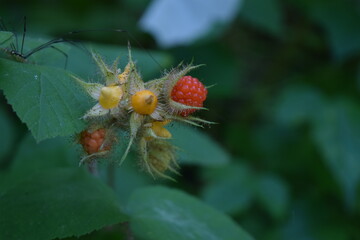 A small ripe red raspberry