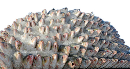 Delicious Hilsha fish isolated in white background