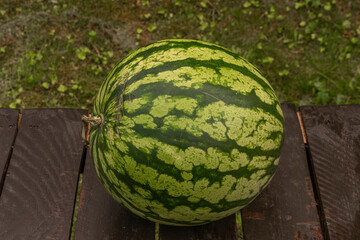 Big red sweet melone on brown wooden table in summer green garden