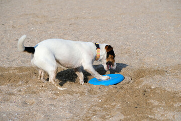 Dog playing with flying disk at sea beach