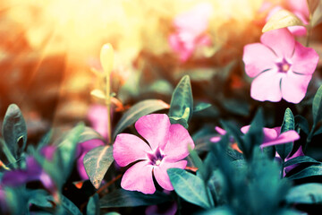 cute spring purple flowers in the garden, beauty in nature - 363317219