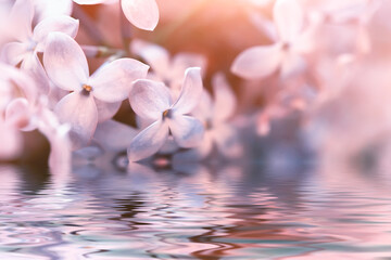 tender spring lilac flowers over the water, beautiful floral background - 363317229
