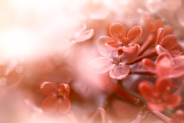 tender soft red flowers close up in sunlight, beautiful floral background
- 363317258