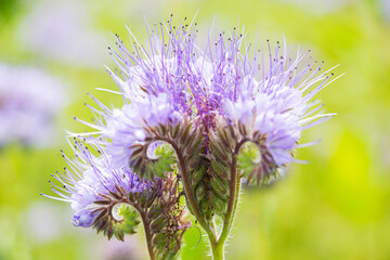 Phacelia Borage Family forage crop for bees